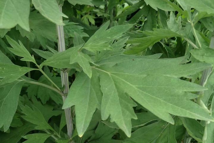 1734487810784740.jpg 冬天可以种植艾草吗?