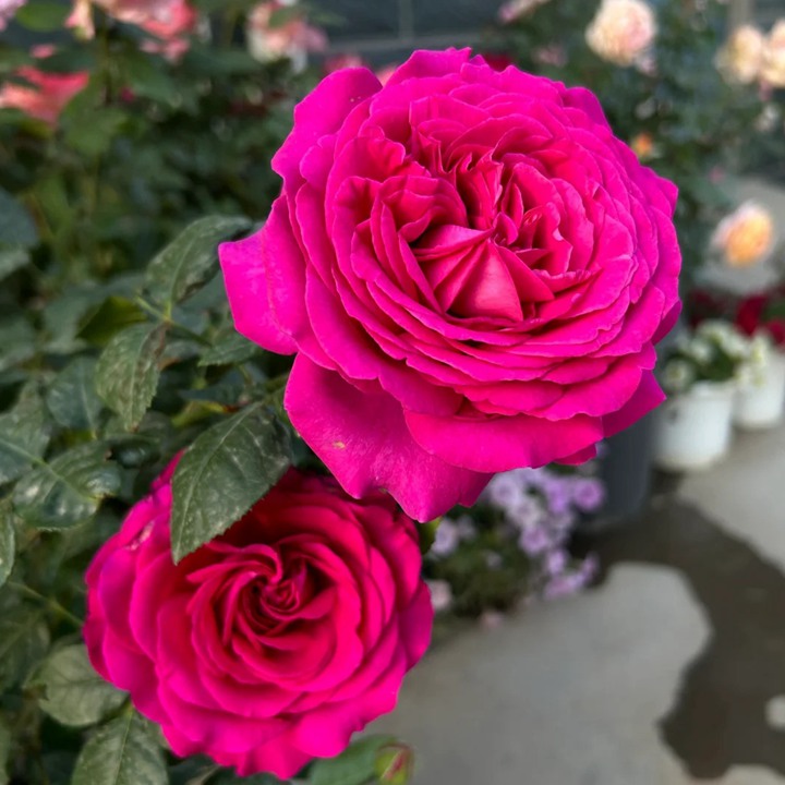 1734490895513845.jpg 美人丽芙和修道院月季怎么选