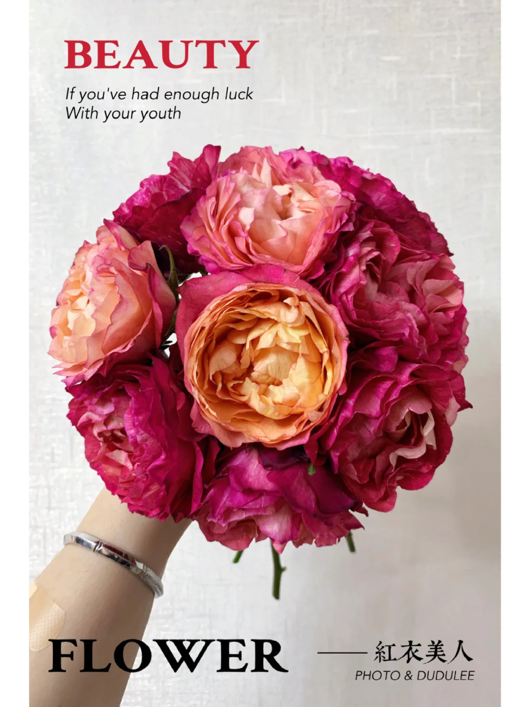 1734502330262793.jpg 美人系列月季中哪些品种好