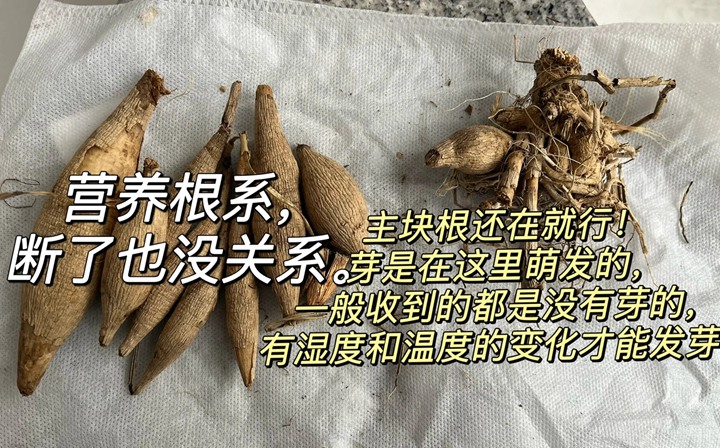 1734576818402313.jpg 大丽花冬天会冻死吗