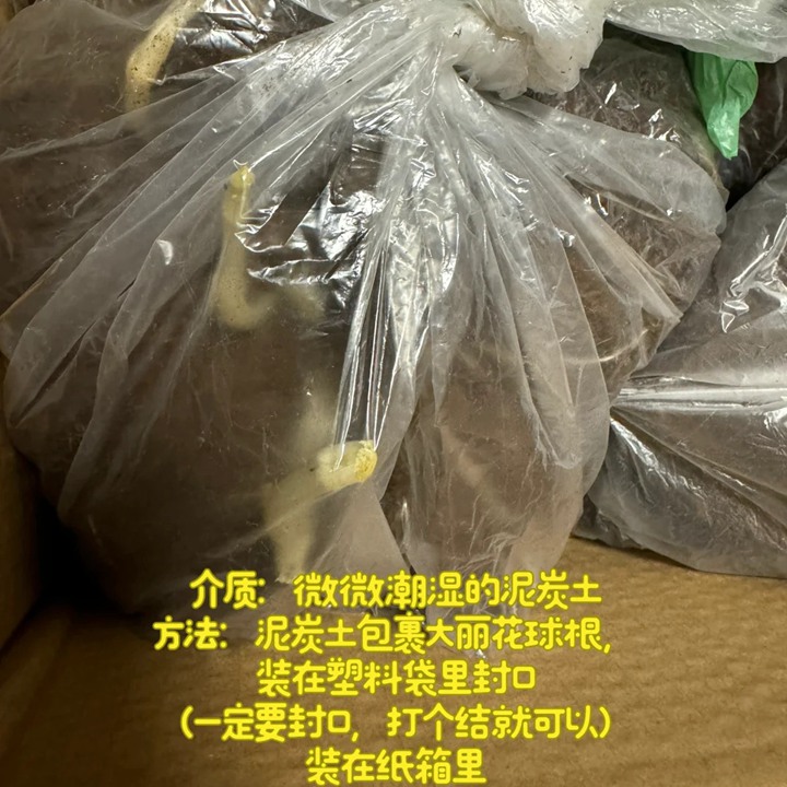 1734576818693167.jpg 大丽花冬天会冻死吗