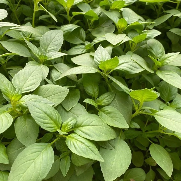 1734658011589202.jpg 冬天可以种植荆芥吗