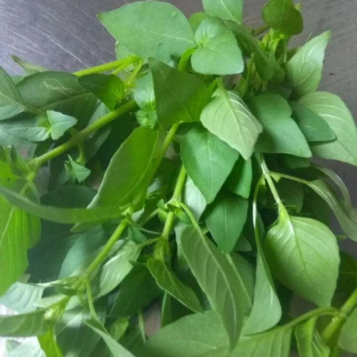 1734658011629618.jpg 冬天可以种植荆芥吗