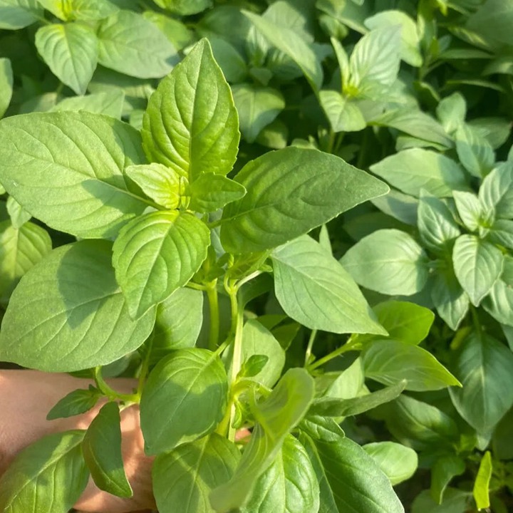 1734658011801973.jpg 冬天可以种植荆芥吗