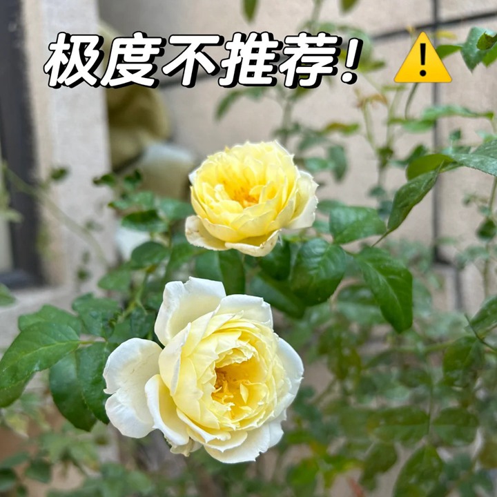 1734662798427762.jpg 柠檬雪酪月季广东表现