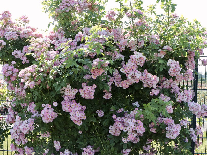 1734676490650429.jpg 苹果花月季和安吉拉的区别