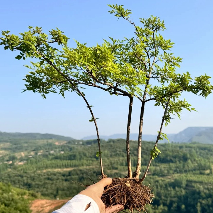 1734745011379499.jpg 冬天可以种植黄荆吗