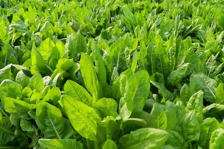 1735088770774093.jpg 菊苣冬天能种吗,菊苣种植时间