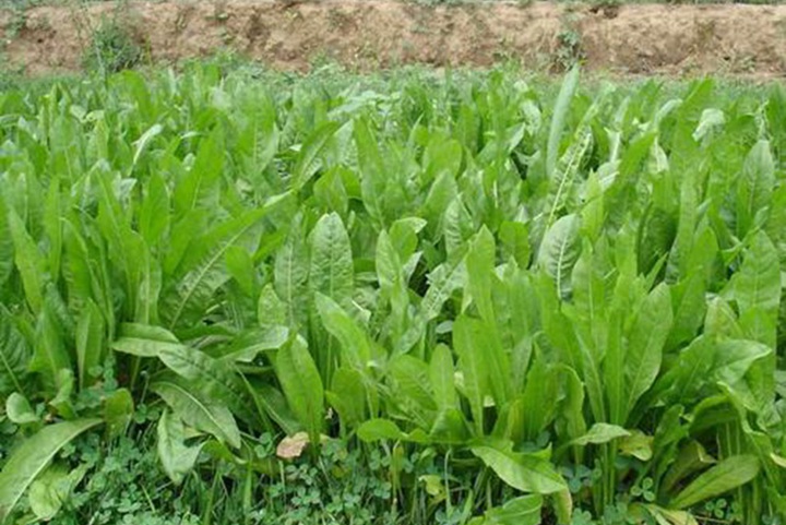 1735088774593168.jpg 菊苣冬天能种吗,菊苣种植时间