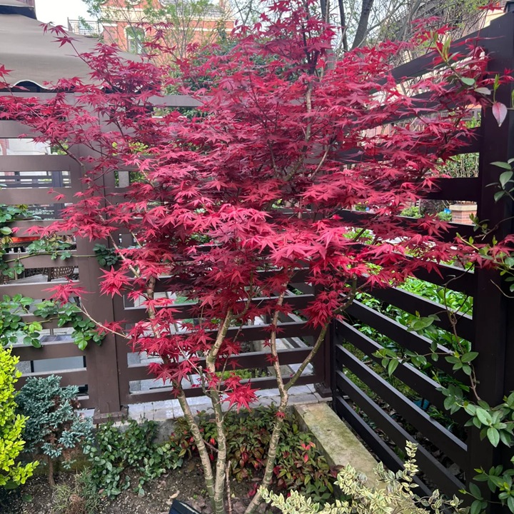 1735095773150618.jpg 日本红枫树的特点是什么