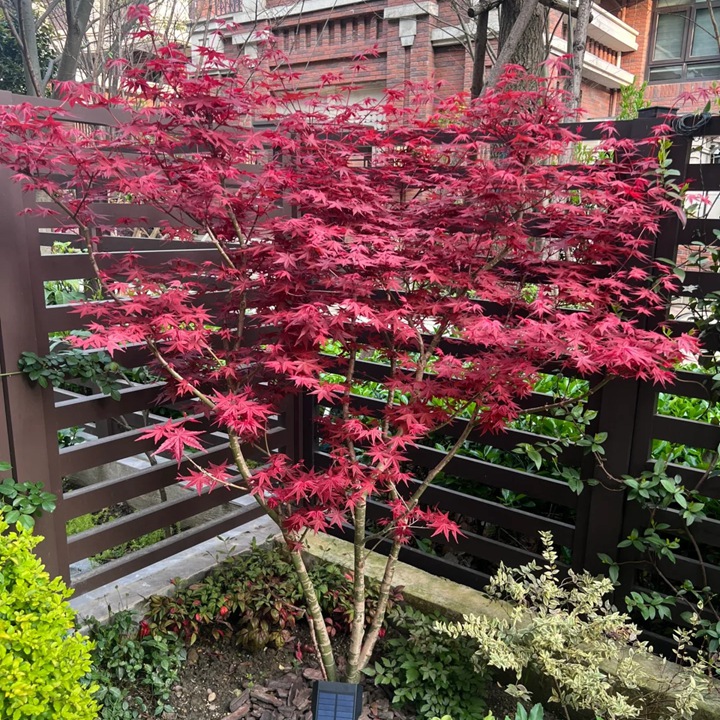 1735095773343448.jpg 日本红枫树的特点是什么