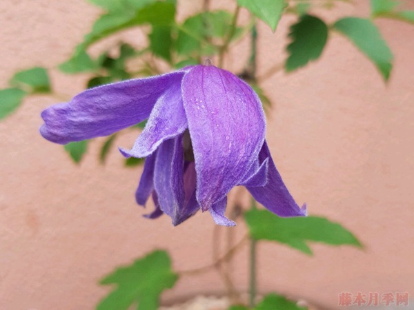 1735278375216272.jpg 冬天不落叶的爬藤植物都有哪些