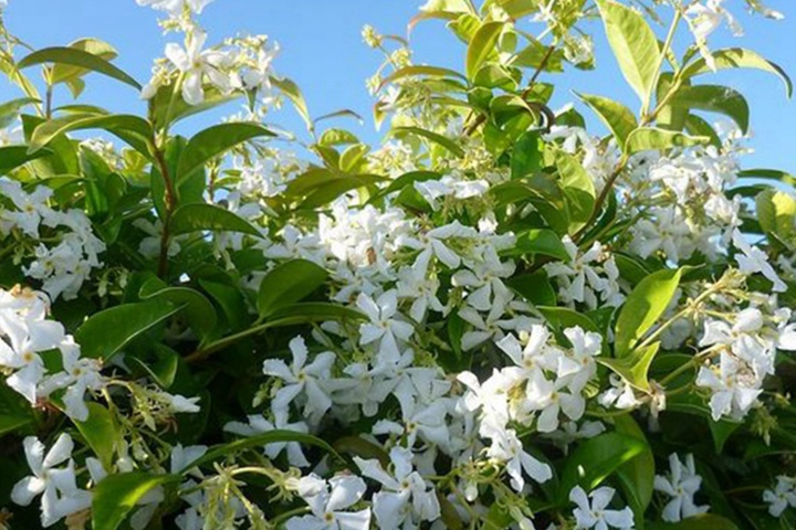 1735278394581052.jpg 冬天不落叶的爬藤植物都有哪些