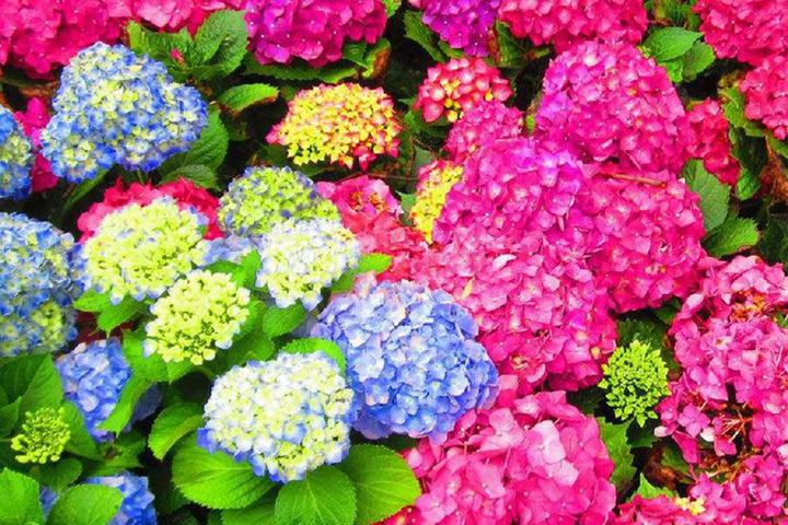 1735348491721499.jpg 绣球花冬天可以种吗?