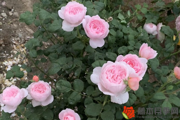 1735522468689237.jpg 瑞典女王月季不开花的原因