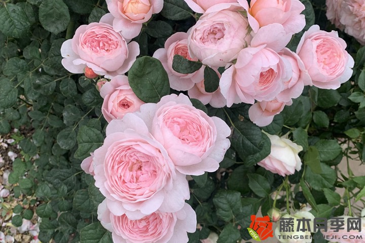 1735522844532466.jpg 瑞典女王月季适合阳台种植吗