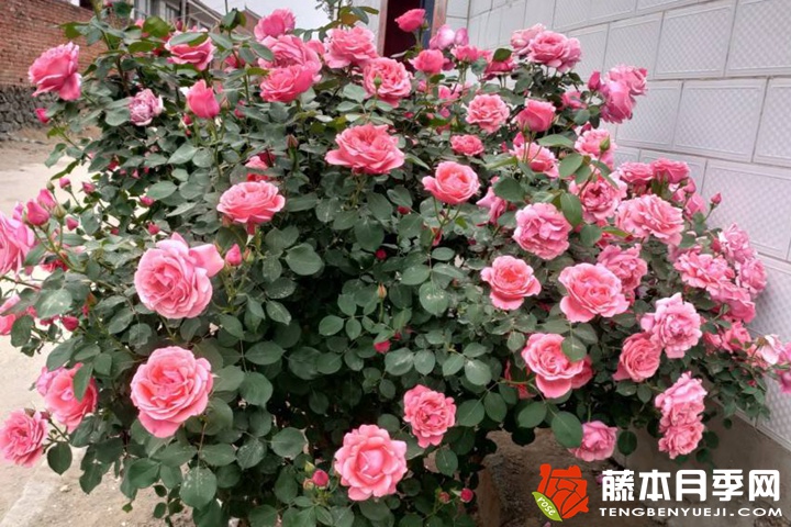 1735546447140893.jpeg 山木香嫁接什么品种月季最好