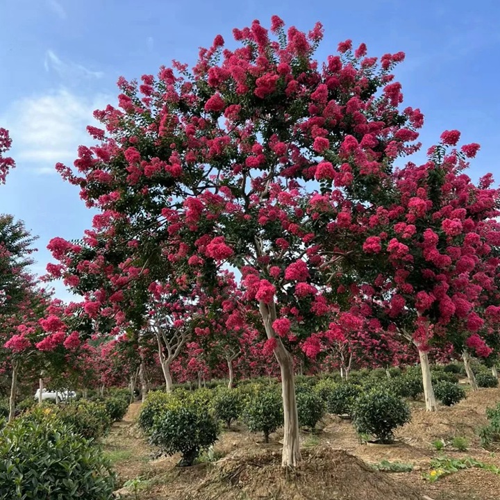 1735610017721426.jpg 徐州的市花是什么花