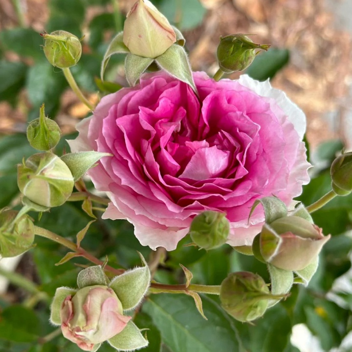 1735782939243936.jpg 托妮莎德月季的种植方法
