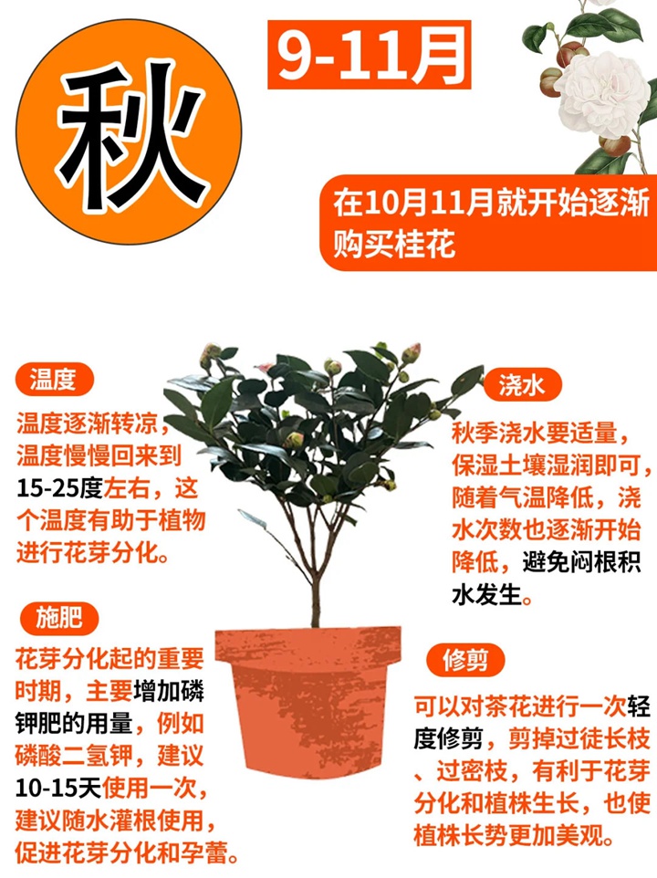 1735874949124282.jpg 香妃茶花一年开几次花