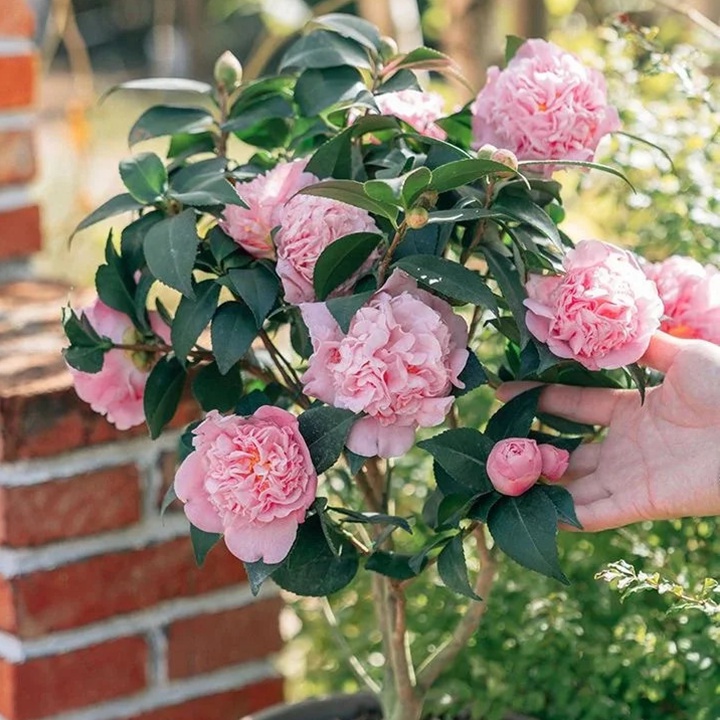 1735874949156190.jpg 香妃茶花一年开几次花