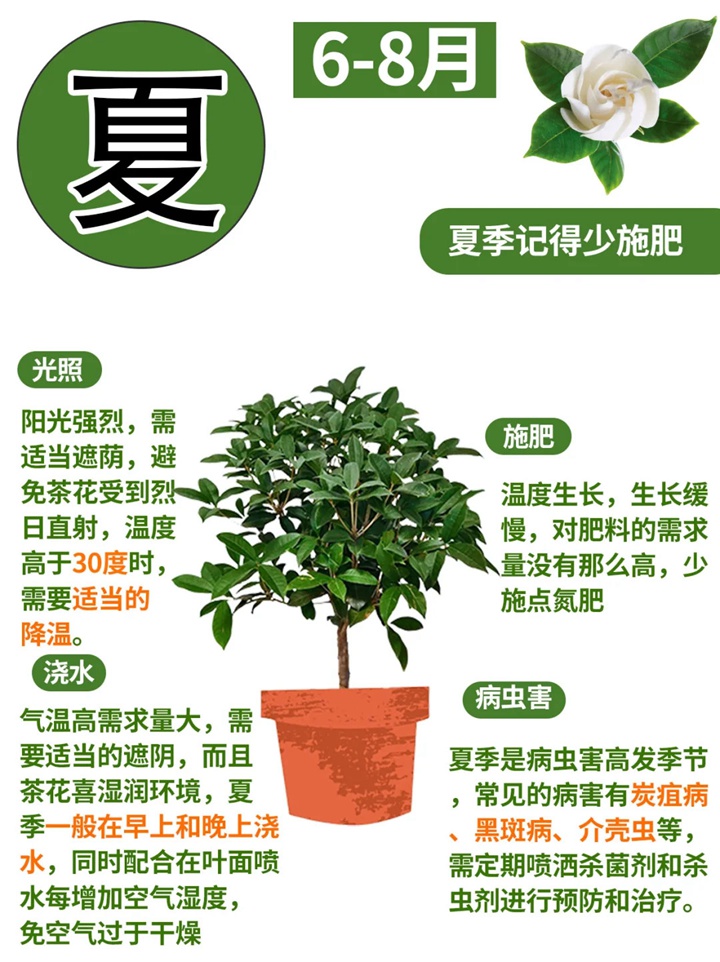 1735874949588117.jpg 香妃茶花一年开几次花