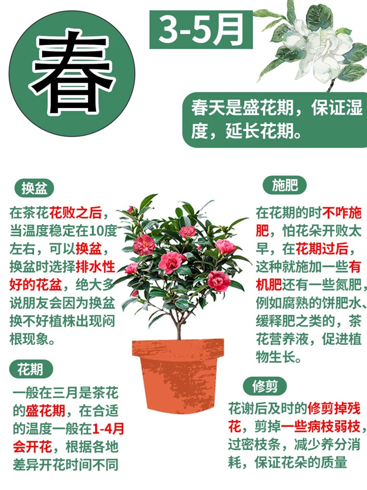 1735874949676603.jpg 香妃茶花一年开几次花