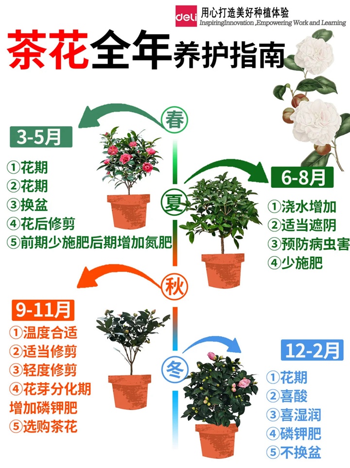 1735874949696152.jpg 香妃茶花一年开几次花