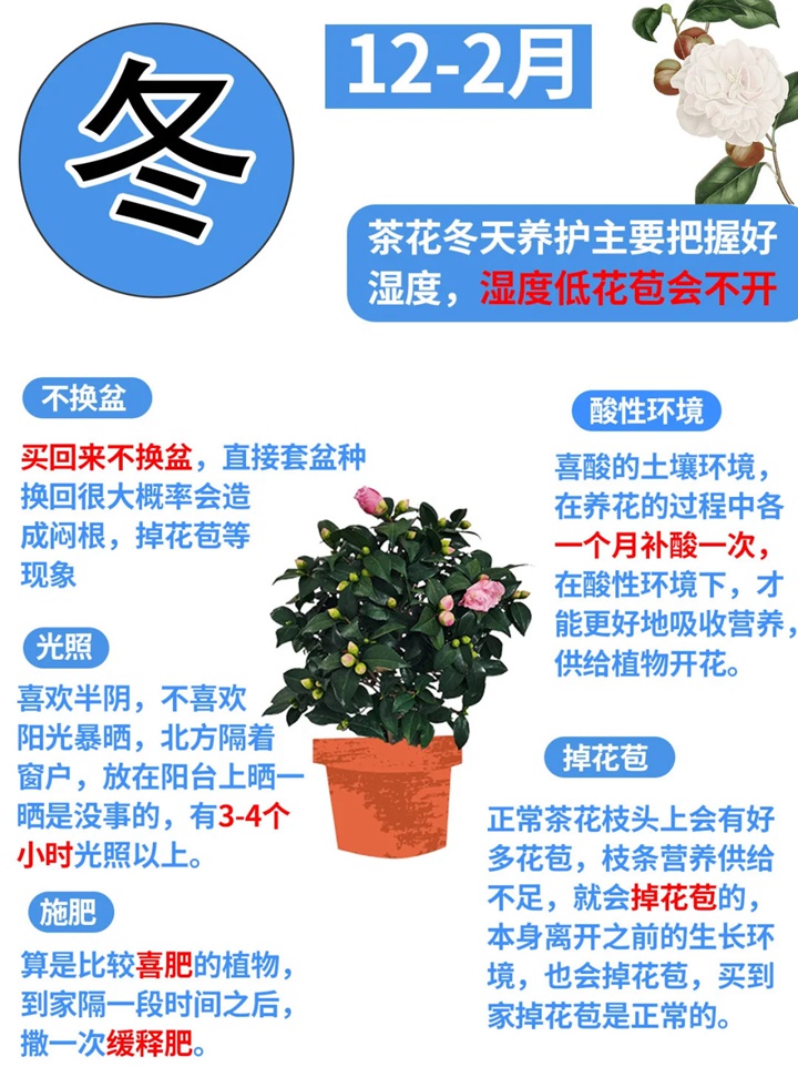 1735874949707291.jpg 香妃茶花一年开几次花