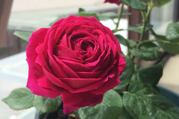 1735886133731826.jpg 小饼干月季是一季花吗
