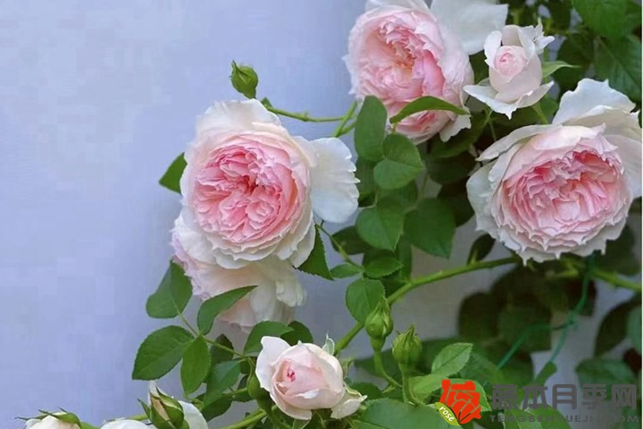 1735959737134894.jpg 新买的月季怎么栽才容易成活