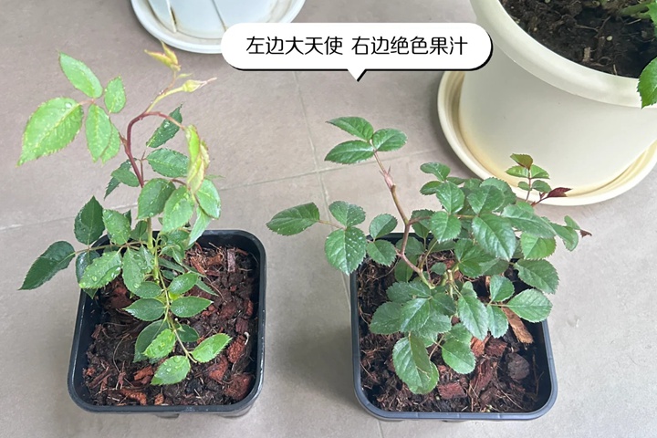 1735975216120158.jpg 牙签苗月季用几加仑盆种