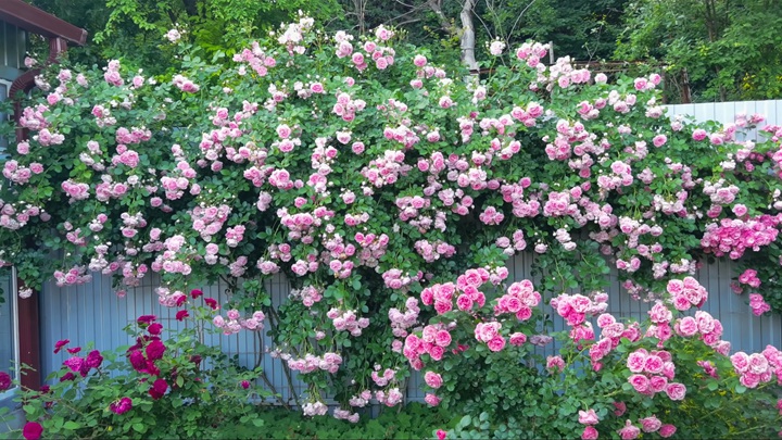 1736131464975599.jpg 亚斯米娜月季的花语含义