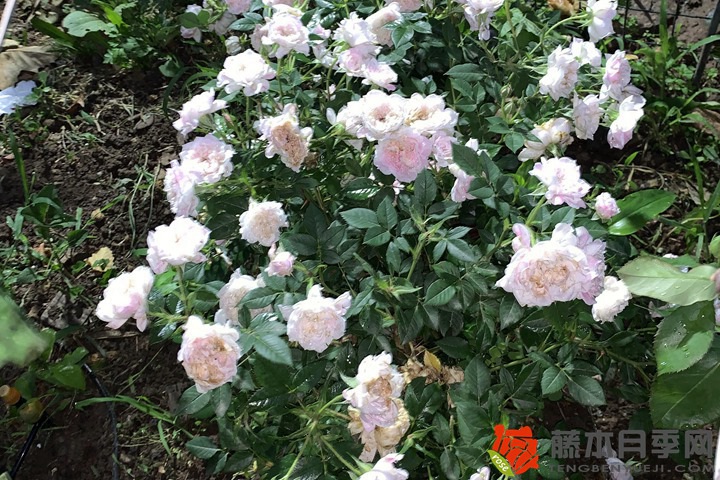 1736133811523039.jpg 夜来香和月季有什么区别