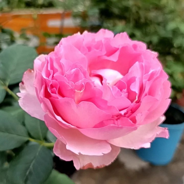 1736145364295264.jpg 伊芙芳香催眠的养护方法