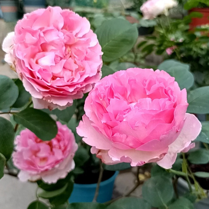 1736145364454597.jpg 伊芙芳香催眠的养护方法