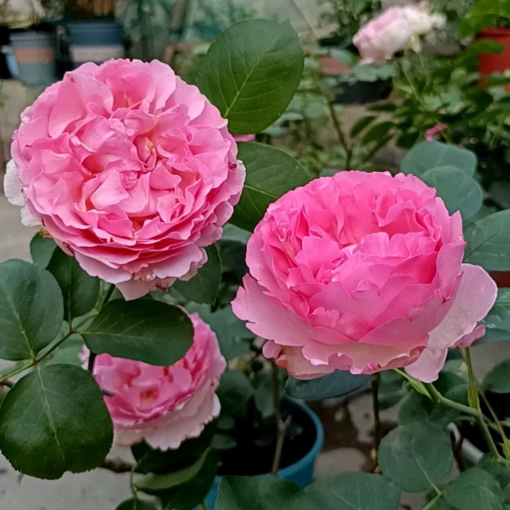 1736145364714558.jpg 伊芙芳香催眠的养护方法