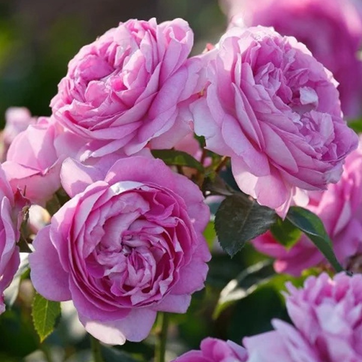 1736490262941543.jpg 紫丁香黄玉 Lilac Topaz