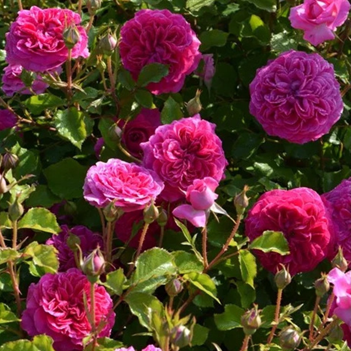 1736495300486611.jpg 草莓 Fraises
