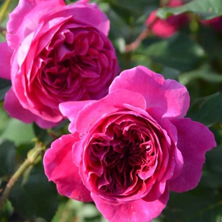 1736495301349371.jpg 草莓 Fraises