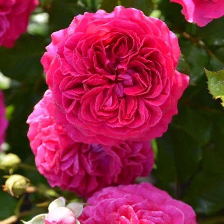 1736495301491348.jpg 草莓 Fraises