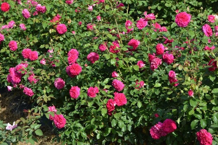 1736495301597658.jpg 草莓 Fraises