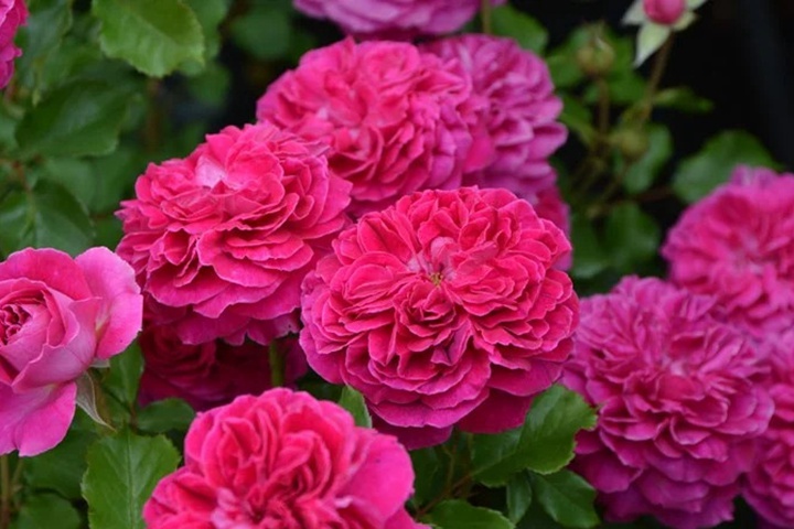 1736495301638828.jpg 草莓 Fraises