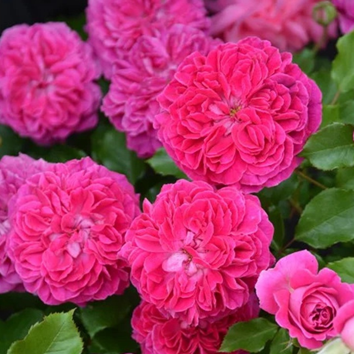 1736495301936415.jpg 草莓 Fraises