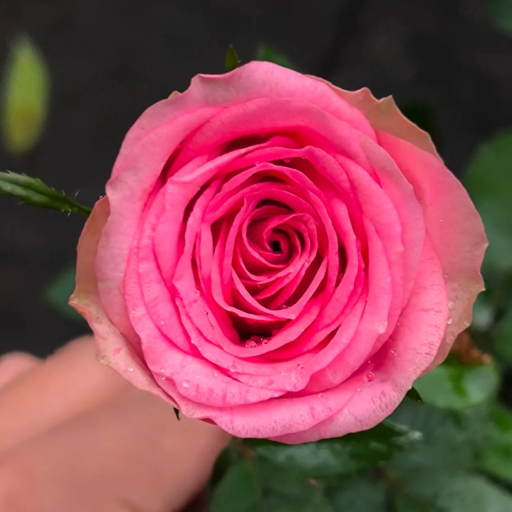 1736576269332191.jpg 城市中心 City Centre