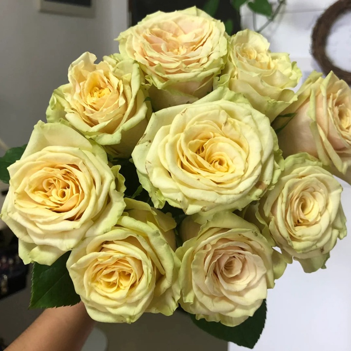 1736737522326594.jpg 奇迹花园