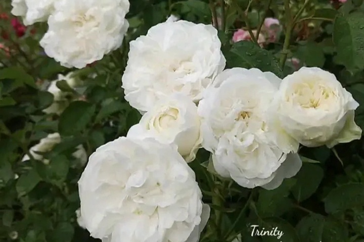 1736748537100360.jpg 三体/三位一体Trinity