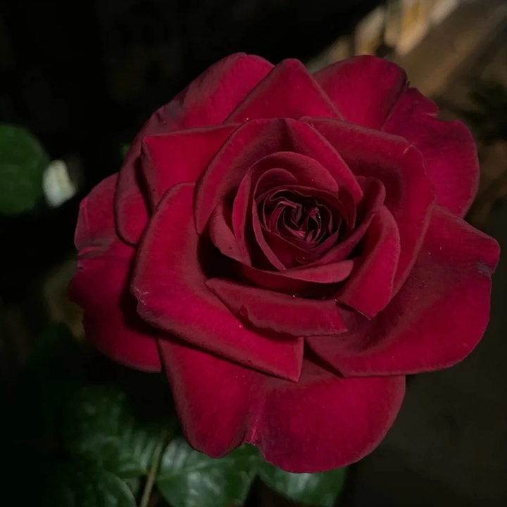 1736750056171110.jpg 玫瑰先生 Mr Rose