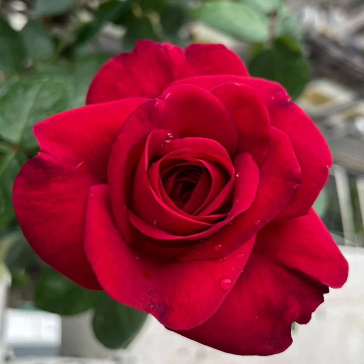 1736750056337454.jpg 玫瑰先生 Mr Rose