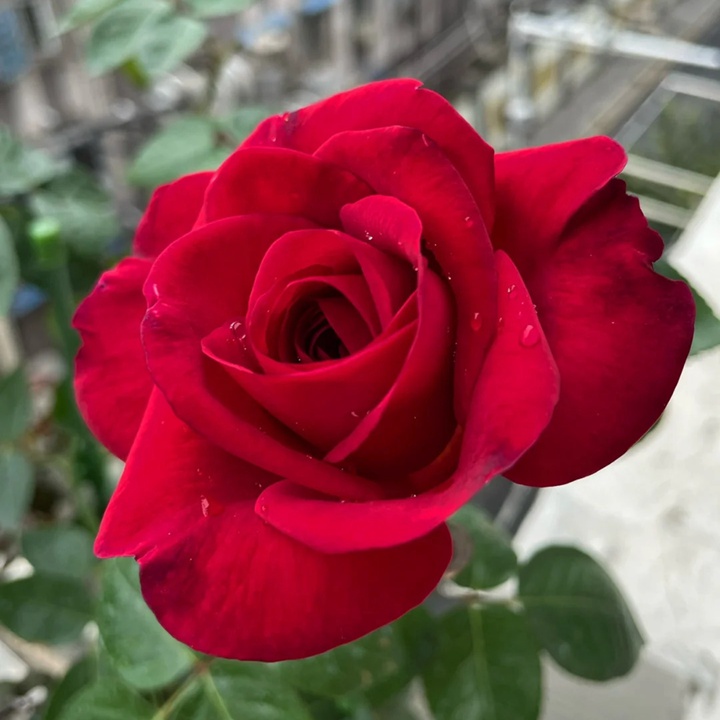 1736750056587337.jpg 玫瑰先生 Mr Rose